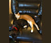 Jazper, a Boxer and Labrador Retriever mix tested with EmbarkVet.com