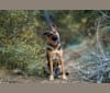 Photo of Gunther, a German Shepherd Dog, Labrador Retriever, and Chow Chow mix in Campo, California, USA