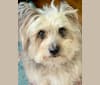 Photo of Hunny, a Cairn Terrier  in Tulsa, Oklahoma, USA