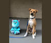 Sulley, a Chihuahua and Poodle (Small) mix tested with EmbarkVet.com