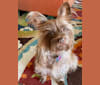 Weezie Rose, a Miniature Pinscher and Rat Terrier mix tested with EmbarkVet.com
