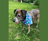 Photo of Charlie, an Australian Cattle Dog, Pug, and Beagle mix in Ontario, Canada