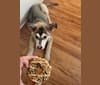Photo of Loki, an American Pit Bull Terrier, German Shepherd Dog, Siberian Husky, Chow Chow, and Alaskan Malamute mix