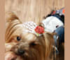 Niska, a Yorkshire Terrier tested with EmbarkVet.com