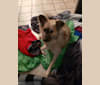 Merlin, a Chihuahua and Pomeranian mix tested with EmbarkVet.com