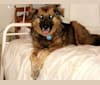 Max, a German Shepherd Dog and Labrador Retriever mix tested with EmbarkVet.com