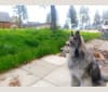 Photo of Finnegan, an Alaskan Malamute, Golden Retriever, and German Shepherd Dog mix in Williams Lake, British Columbia, Canada