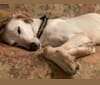 BASTI ARMANI, an Arabian Village Dog and Saluki mix tested with EmbarkVet.com