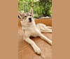 Na'vi, a Siberian Husky and German Shepherd Dog mix tested with EmbarkVet.com