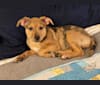Gigi, an American Pit Bull Terrier and Australian Shepherd mix tested with EmbarkVet.com