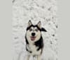 Gena, Gigi, a Pomsky tested with EmbarkVet.com