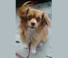 Dragon, a Chihuahua and Pekingese mix tested with EmbarkVet.com