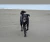 Boe, a Labrador Retriever and Australian Cattle Dog mix tested with EmbarkVet.com