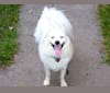 Romeo, an American Eskimo Dog tested with EmbarkVet.com
