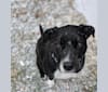 Charlie Batman, an American Pit Bull Terrier and Labrador Retriever mix tested with EmbarkVet.com