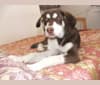 Billie, a Labrador Retriever and Siberian Husky mix tested with EmbarkVet.com