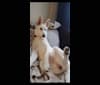 Sundae, a White Shepherd tested with EmbarkVet.com