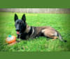 Carbonado, a Belgian Malinois and German Shepherd Dog mix tested with EmbarkVet.com