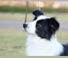 Photo of JBK Diamonds R Forever, a Border Collie  in Texas, EE. UU.