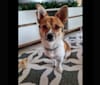 Zumi, a Japanese or Korean Village Dog tested with EmbarkVet.com
