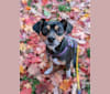 SJ's Clever Girl "Jyn", a Russell-type Terrier and Beagle mix tested with EmbarkVet.com