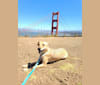 Jack Jack, a Formosan Mountain Dog and Labrador Retriever mix tested with EmbarkVet.com