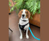 Photo of Glenn, a Treeing Walker Coonhound  in South Carolina, USA