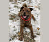 Denver, a Rottweiler and Alaskan Malamute mix tested with EmbarkVet.com
