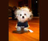 Otto von Bisbark (Otto), a Poodle (Small) and Shih Tzu mix tested with EmbarkVet.com