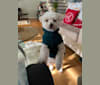 Gelato, a Bichon Frise and Yorkshire Terrier mix tested with EmbarkVet.com