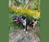 Herbie, a Chihuahua and Rat Terrier mix tested with EmbarkVet.com