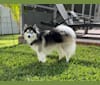 Photo of Pearl of the Orient's Zeus, a Pomsky  in Nocatee, FL, USA