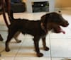 Photo of marcus vom arzt jager, a Jagdterrier  in Miami, FL, USA