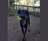 Photo of Worf, an Australian Cattle Dog, Staffordshire Terrier, Labrador Retriever, and Mixed mix in Moriarty, New Mexico, USA