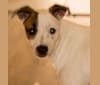 Photo of Popcorn, a Border Collie, Whippet, Border Terrier, and Staffordshire Bull Terrier mix in Pahrump, NV, USA