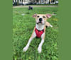 Photo of Riley, an American Pit Bull Terrier  in South Carolina, USA