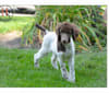 George, a Poodle (Standard) tested with EmbarkVet.com
