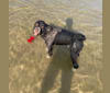 Bolo, an English Springer Spaniel and Poodle (Standard) mix tested with EmbarkVet.com