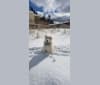 MELLOW, an American Eskimo Dog and Norwegian Elkhound mix tested with EmbarkVet.com