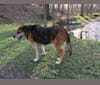 BEAR dog, a Labrador Retriever and German Shepherd Dog mix tested with EmbarkVet.com