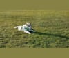 Asher, an Arabian Village Dog tested with EmbarkVet.com