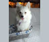 Cha Cha, an American Eskimo Dog and Siberian Husky mix tested with EmbarkVet.com
