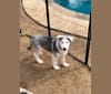Photo of Mansfield, a Siberian Husky and Alaskan Malamute mix in Duncanville, Texas, USA