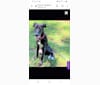 Mack, a German Shepherd Dog and Greyhound mix tested with EmbarkVet.com