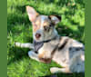 Zuula, an Australian Shepherd and Australian Cattle Dog mix tested with EmbarkVet.com