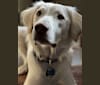 Thor, a German Shorthaired Pointer and English Springer Spaniel mix tested with EmbarkVet.com