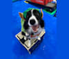 Photo of Lily, a Border Collie  in Cypress, FL, USA