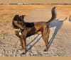 RoofyRoo, a Formosan Mountain Dog tested with EmbarkVet.com
