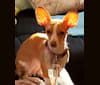 Honey, a Chihuahua and Dachshund mix tested with EmbarkVet.com