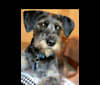 Milo, a Chihuahua and Dachshund mix tested with EmbarkVet.com